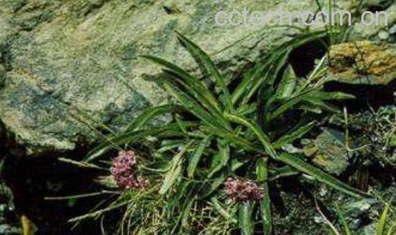 穗甘松的功效与作用-0