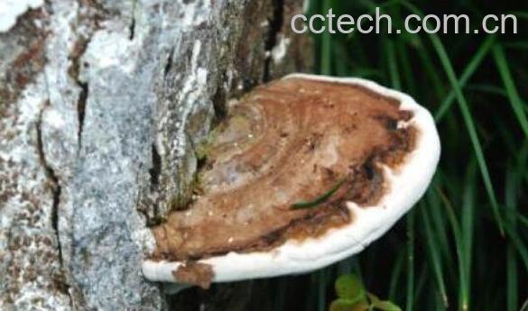 清香木树舌的药用价值-0