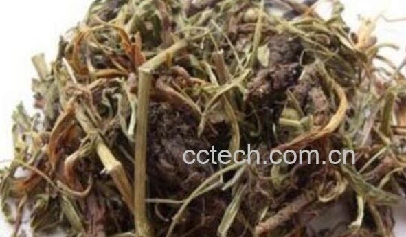 穗甘松的功效与作用-1