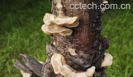 清香木树舌的药用价值-1