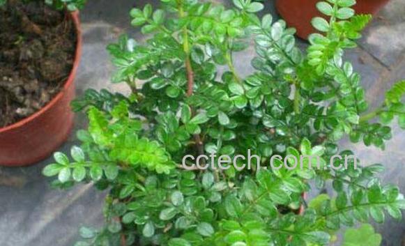 清香木的功效与作用 清香木的药用价值-1