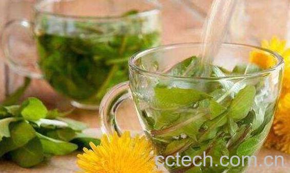 蒲公英泡水喝的禁忌 蒲公英泡水喝要注意哪-0
