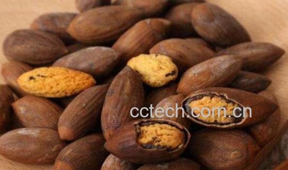 香榧的功效与作用 香榧的药用价值-1