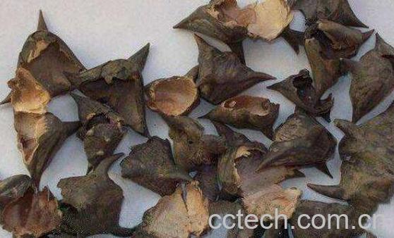 菱角壳的功效与作用 菱角壳的副作用-0