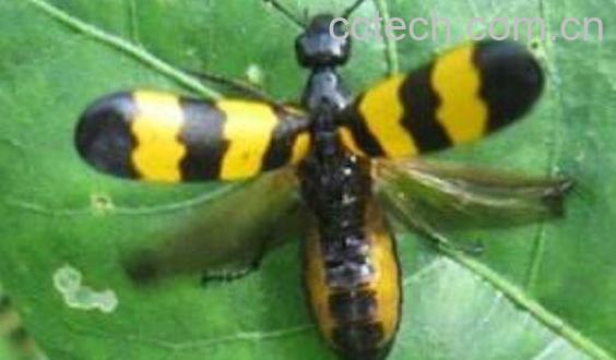 斑蝥虫的功效与作用及药用价值-0