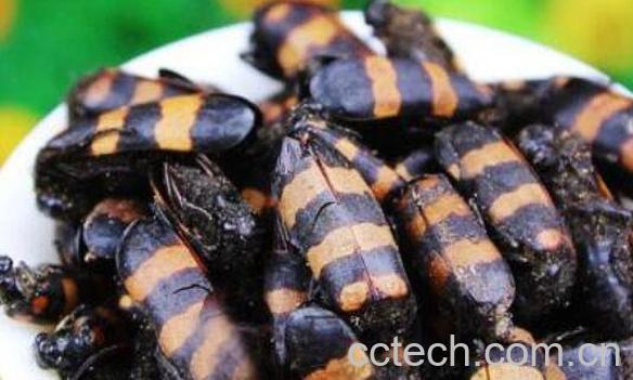 斑蝥虫的功效与作用及药用价值-1