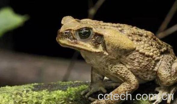 蟾蜍胆的功效与作用-0