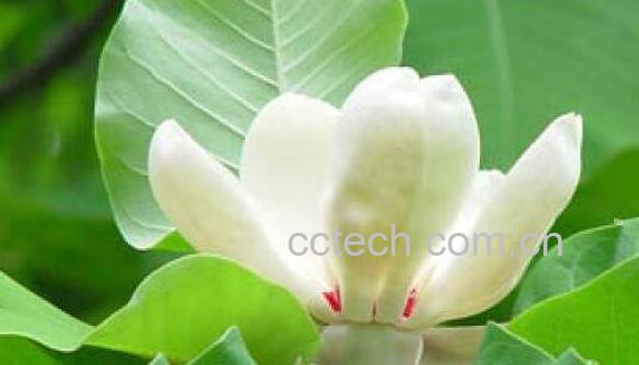 厚朴花的功效与作用及药用价值-1