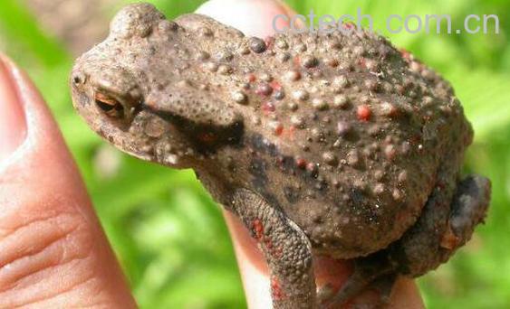 蟾蜍胆的功效与作用-1