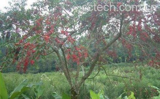 熊胆树皮的功效与作用-0