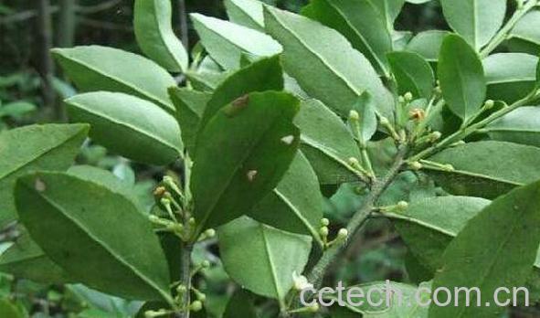 熊胆树皮的功效与作用-1