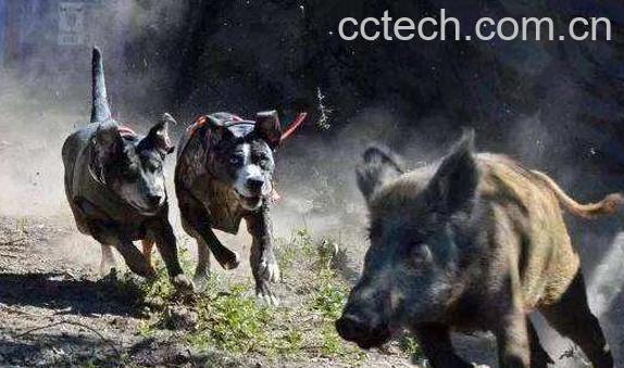 野猪胆的功效与作用及药用价值-1