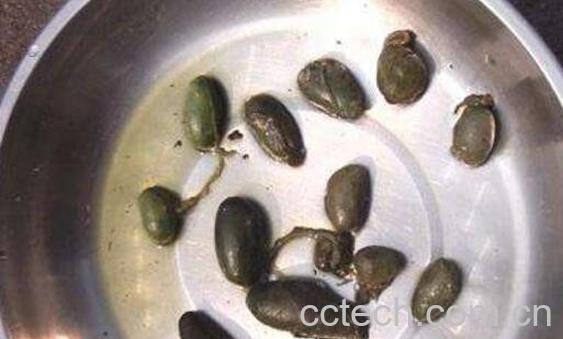 野猪胆的功效与作用及药用价值-0