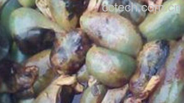 黄牛苦胆的功效与作用-1