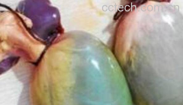 黄牛苦胆的功效与作用-0