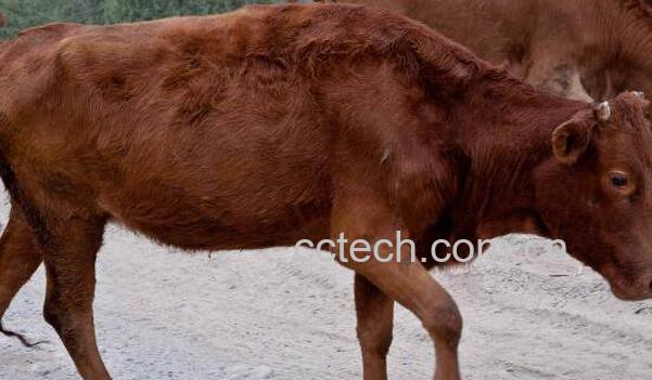 野生牛胆的功效与作用-0