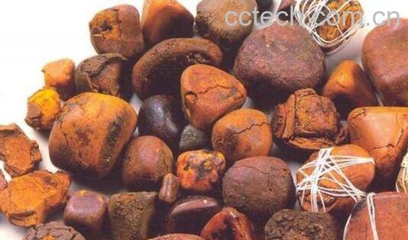 野生牛胆的功效与作用-1