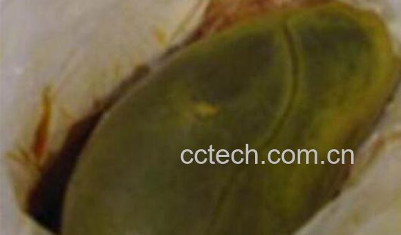 猪胆汁的功效与作用及药用价值-1