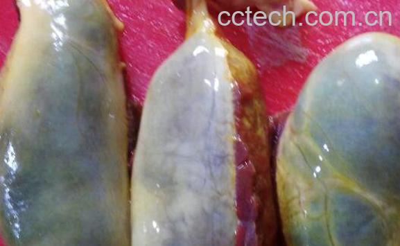 猪胆汁的功效与作用及药用价值-0