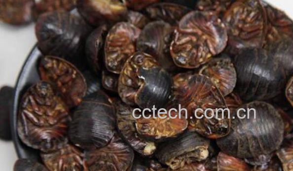 炒土鳖虫的功效与作用-1