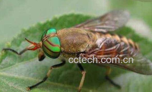 中药虻虫的功效与作用及药用价值-0