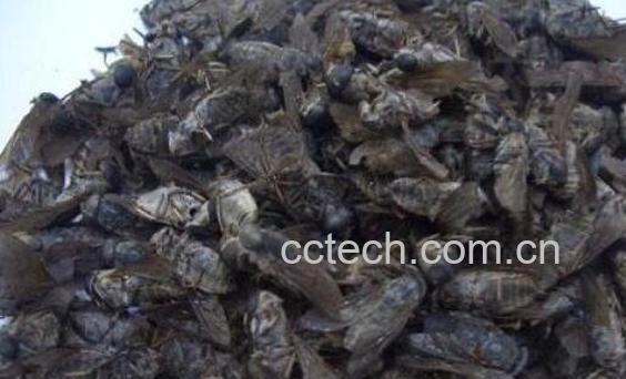 中药虻虫的功效与作用及药用价值-1