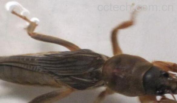 蝼蛄的功效与作用-1