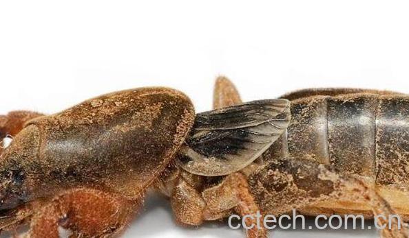 蝼蛄的功效与作用-0