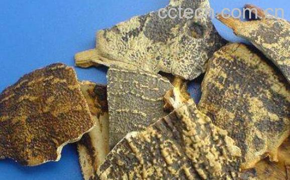 鳖甲的功效与作用 鳖甲的药用价值-1