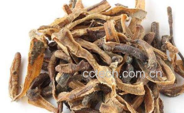 地龙的功效与作用 地龙的药用价值-0