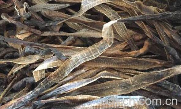 地龙的功效与作用 地龙的药用价值-1