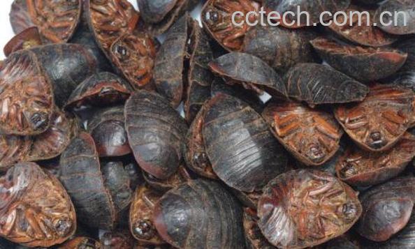 土鳖虫的功效与作用及药用价值-1