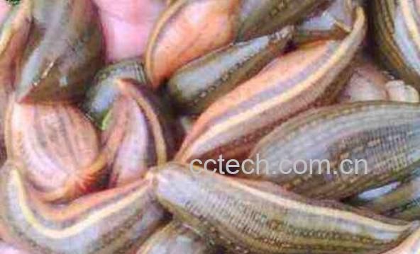 水蛭的功效与作用及药用价值-1