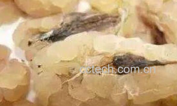 蛤蟆油的功效与作用 蛤蟆油的副作用-0