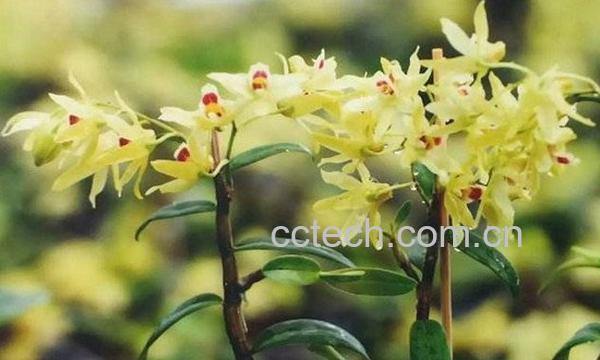 铁皮石斛-0