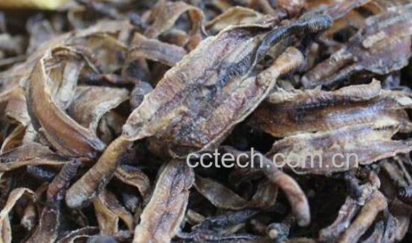 蚯蚓的药用功效与作用-0