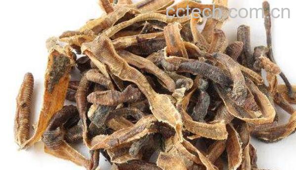 蚯蚓的药用功效与作用-1