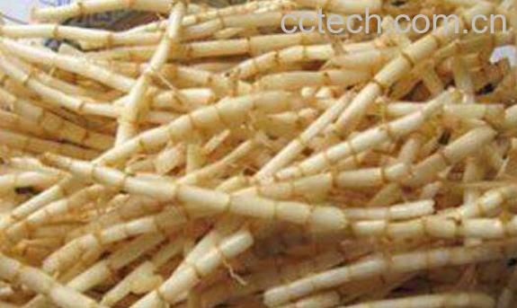 茅根的功效与作用 茅根的药用价值-0