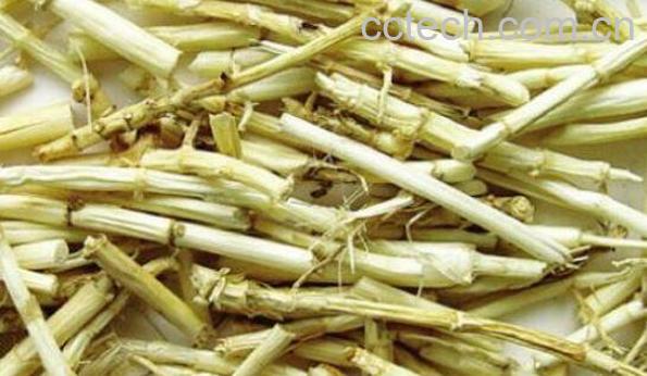 茅根的功效与作用 茅根的药用价值-1