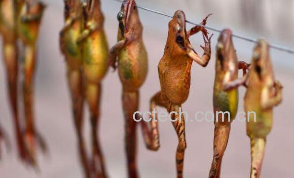 东北蛤蟆油的功效与作用-1