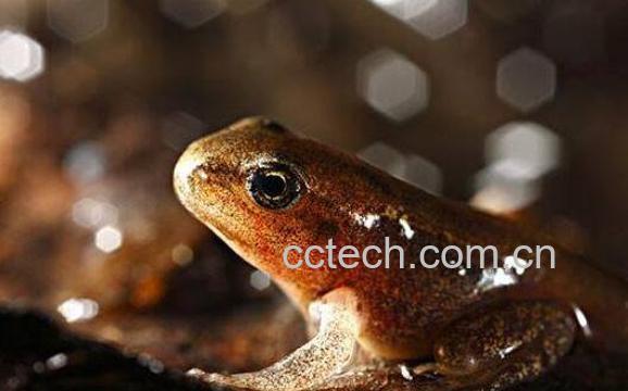 哈士蟆的功效与作用 哈士蟆的副作用-1