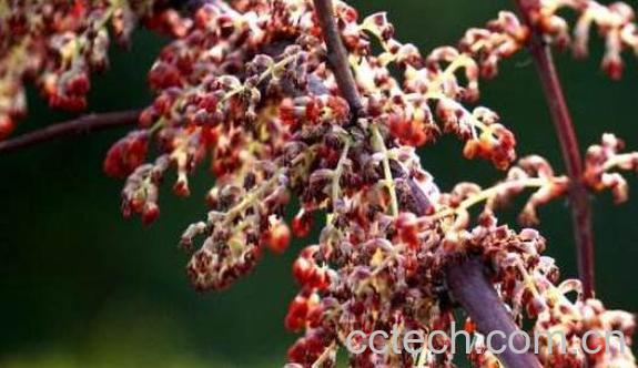 岩马桑泡酒的功效与作用-0