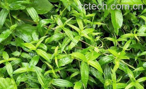 生肌藤的功效与作用-0