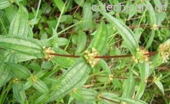 生肌藤的功效与作用-1