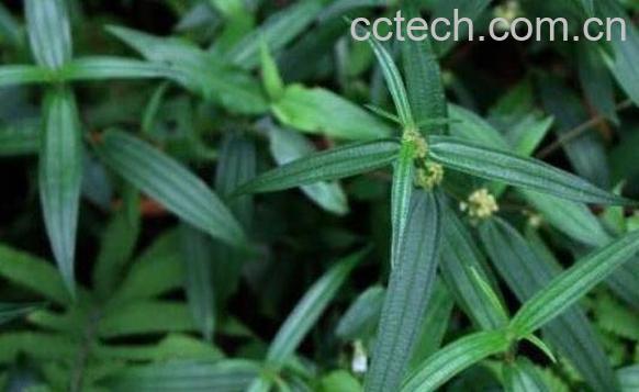 糯米藤根的功效和作用及药用价值-1