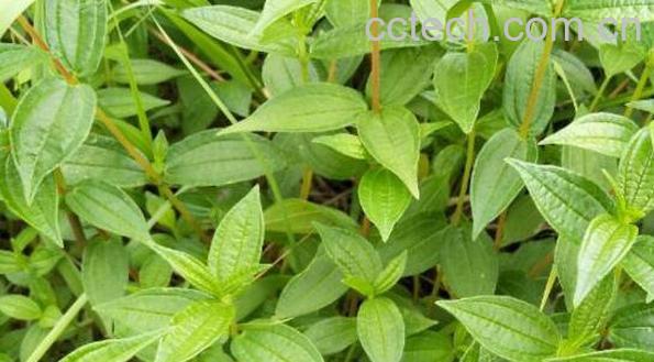 糯米藤根的功效和作用及药用价值-0