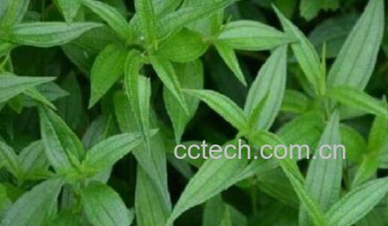 糯米藤的功效与作用 糯米藤的药用功效-0