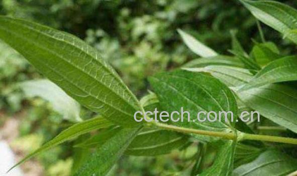 糯米藤的功效与作用 糯米藤的药用功效-1