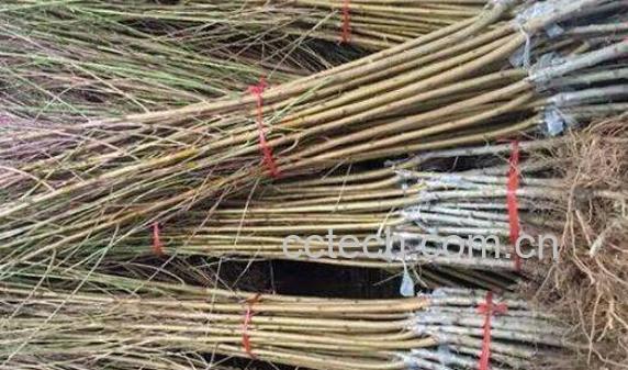 黑桃根的功效与作用-0