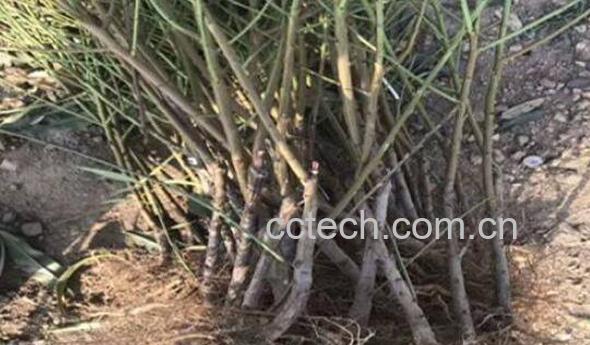 黑桃根的功效与作用-1